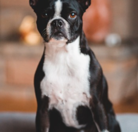 Boston Terrier Puppies For Sale - Lone Star Pups